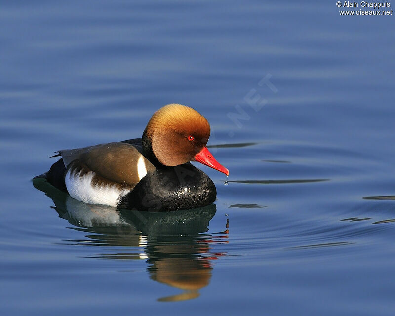 Nette rousse mâle adulte nuptial, identification, Comportement