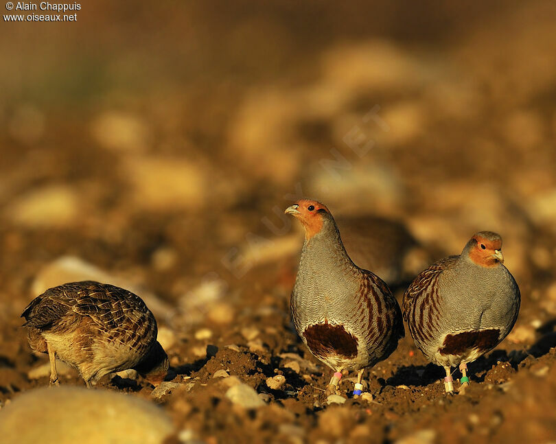 Perdrix grise adulte, identification, Comportement