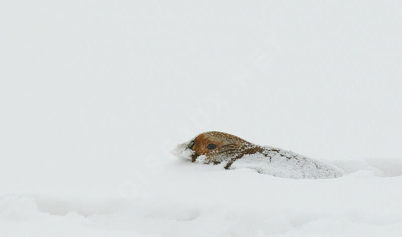Grey Partridge