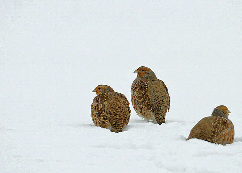 Grey Partridge adult, identification