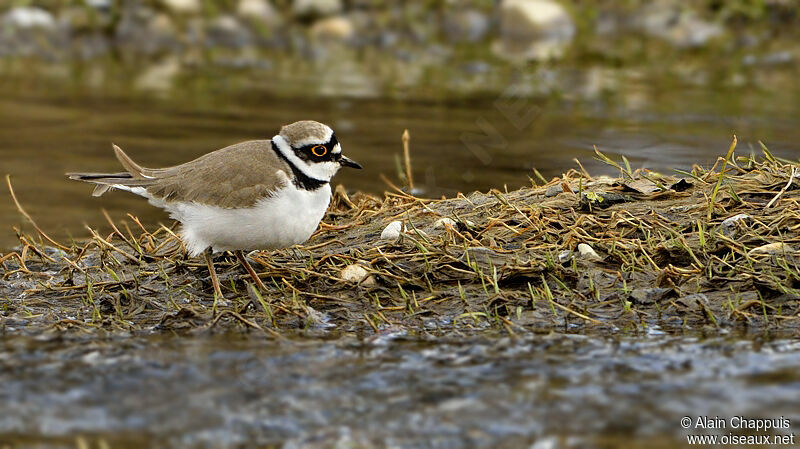 Little Ringed Ploveradult, identification, Behaviour