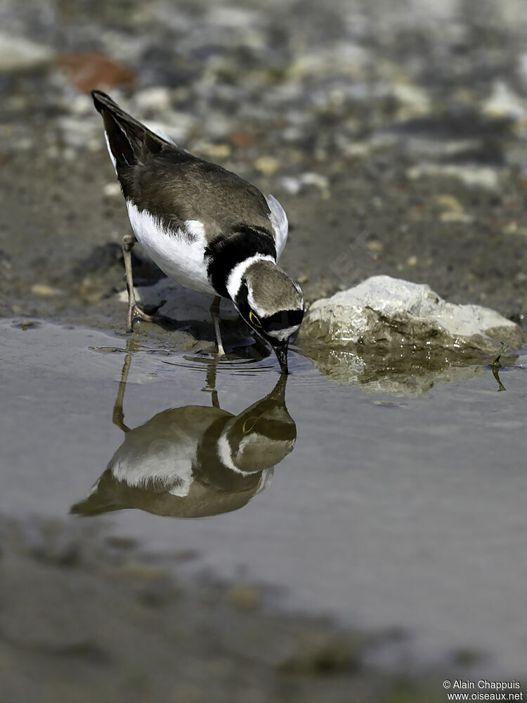 Little Ringed Ploveradult, identification, feeding habits, Behaviour