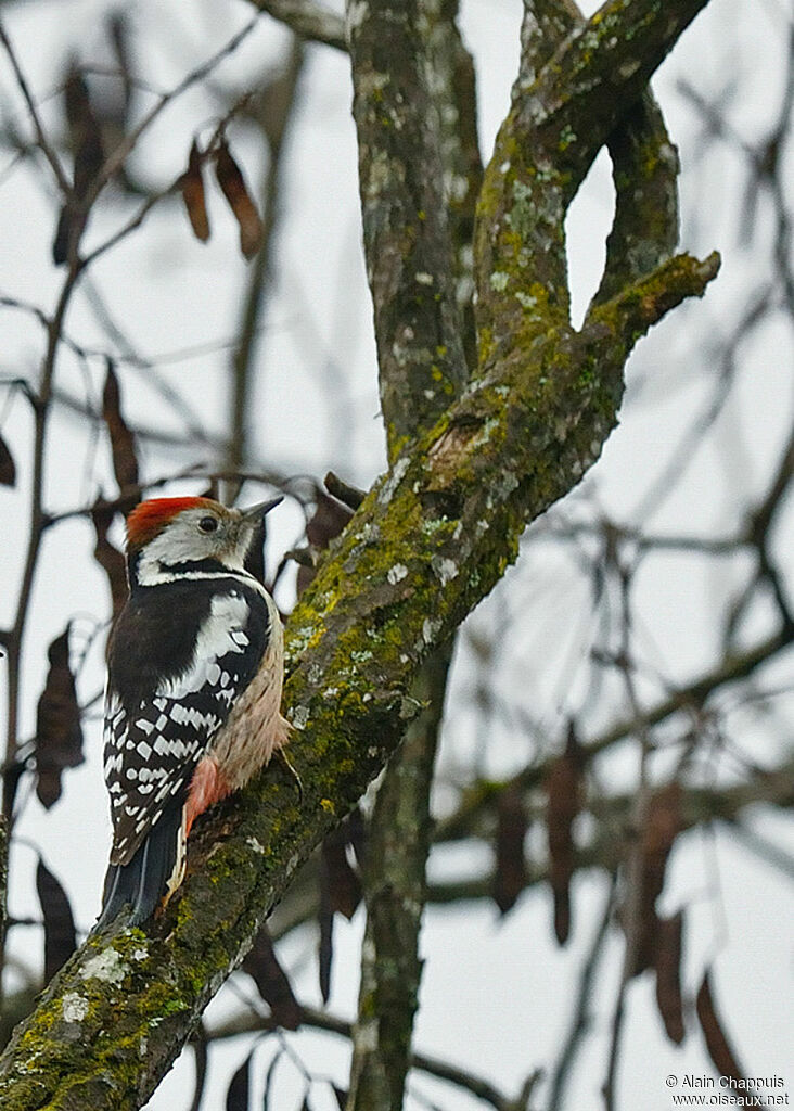 Middle Spotted Woodpeckeradult, identification, Behaviour