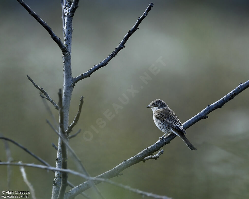 Pie-grièche écorcheurimmature, identification, Comportement