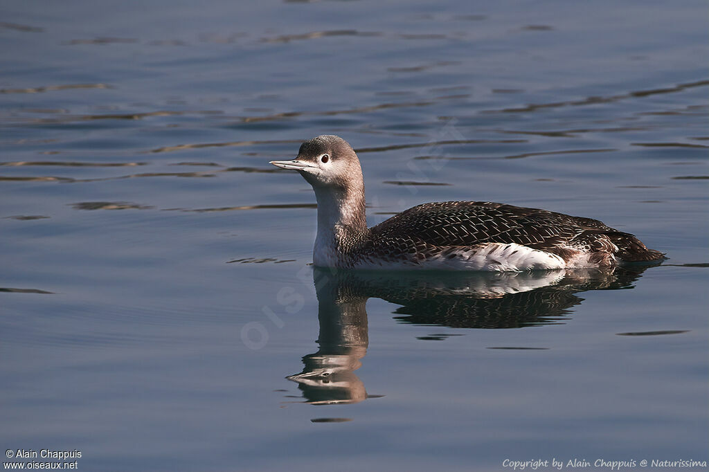 Red-throated Loonadult transition, identification, swimming