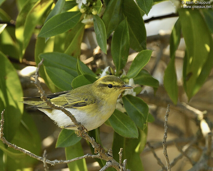 Pouillot siffleuradulte nuptial, identification, Comportement