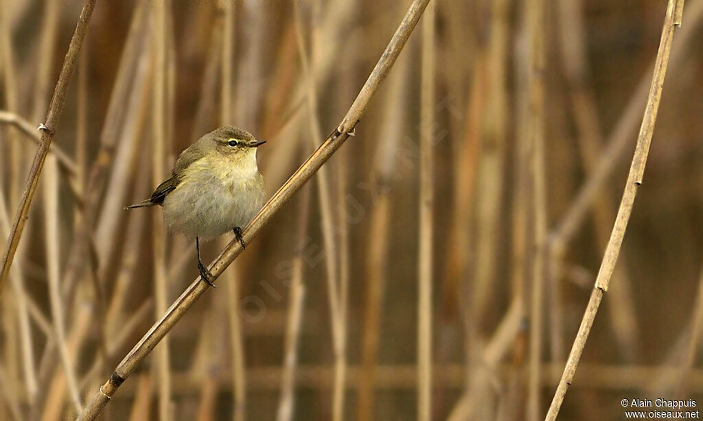 Common Chiffchaffadult, Behaviour