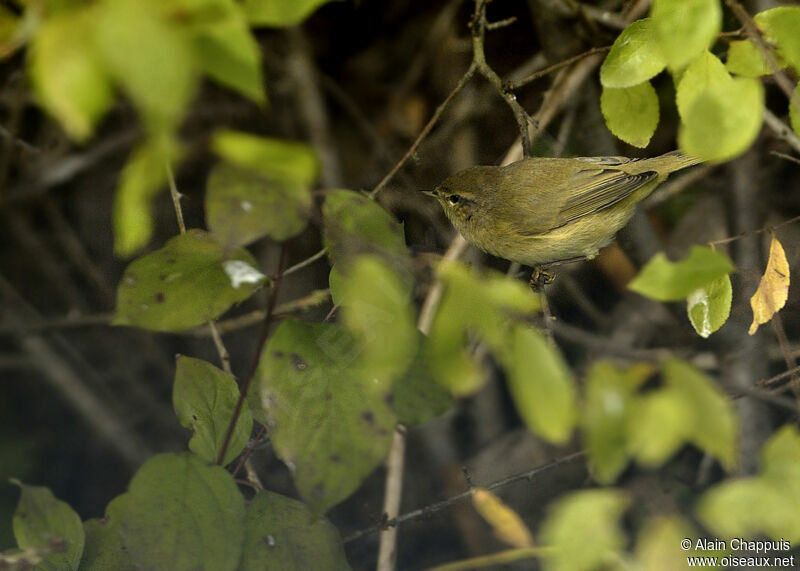 Common Chiffchaffadult, identification, Behaviour