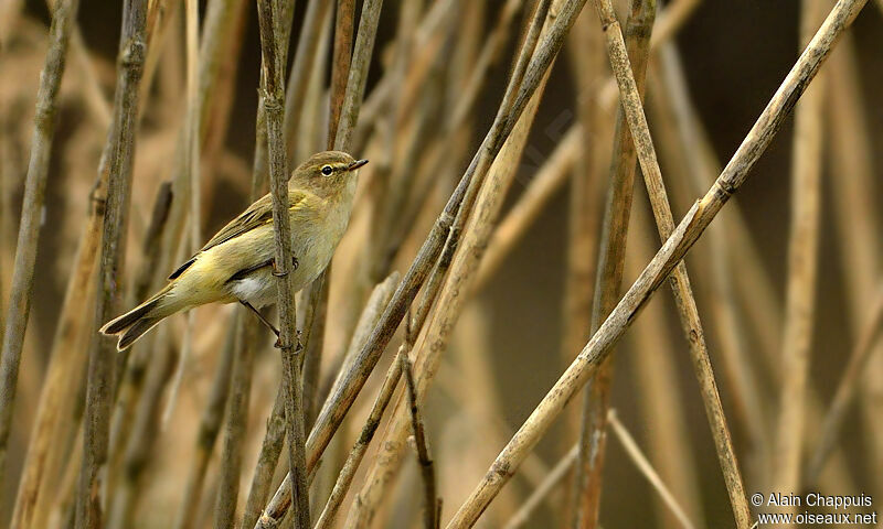 Common Chiffchaffadult, identification, Behaviour