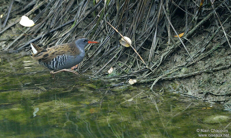 Râle d'eauadulte, identification, Comportement