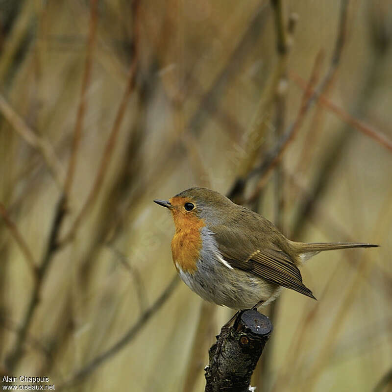 European RobinSecond year, identification