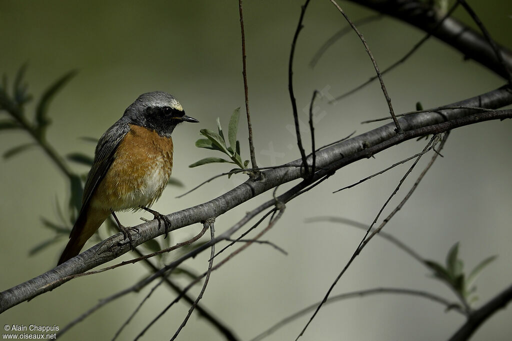 Common Redstart male adult breeding, identification