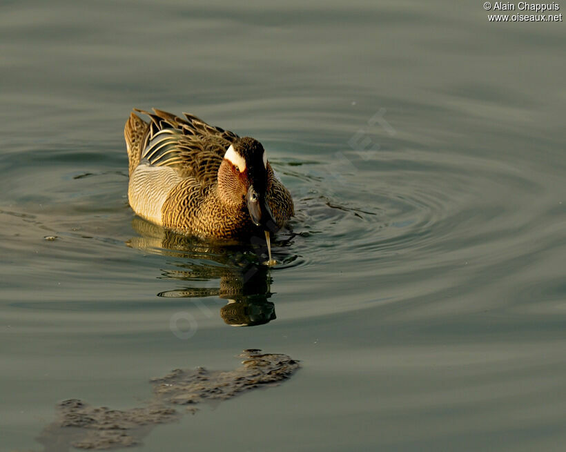 Sarcelle d'été mâle adulte, identification, Comportement