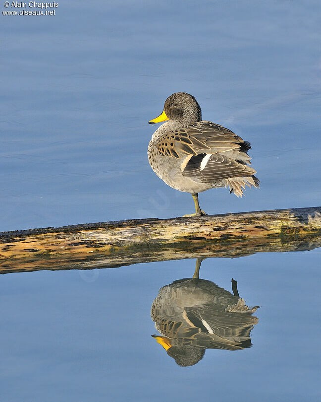 Yellow-billed Teal female adult, identification, song, Behaviour
