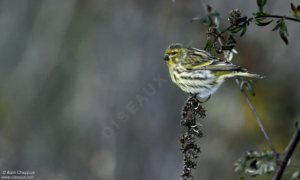Serin ciniadulte, identification, régime, Comportement