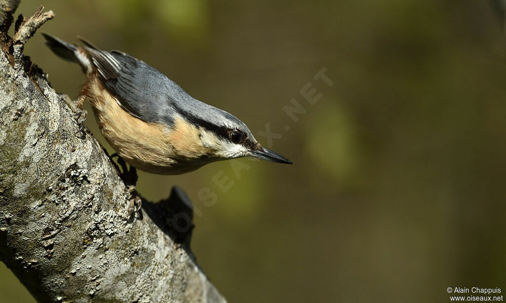 Eurasian Nuthatchadult, identification, close-up portrait