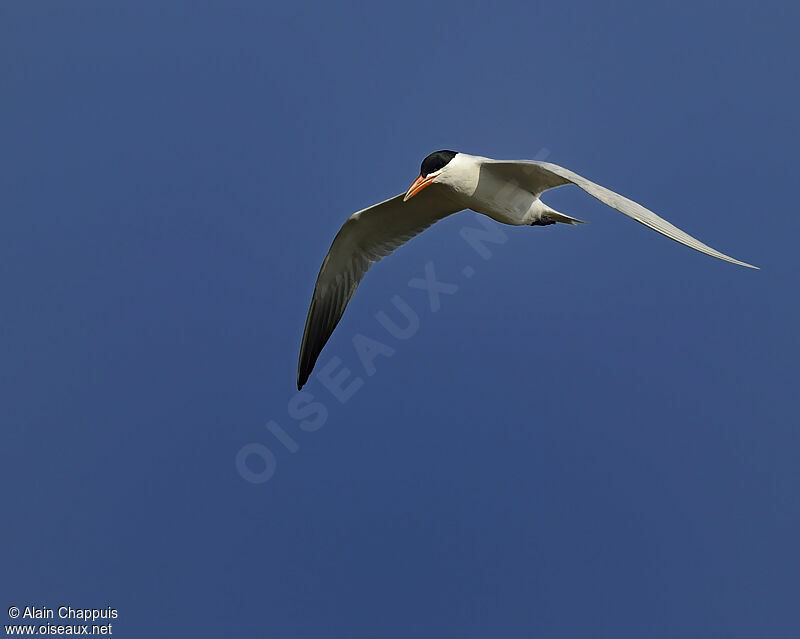 Caspian Ternadult, identification, Behaviour