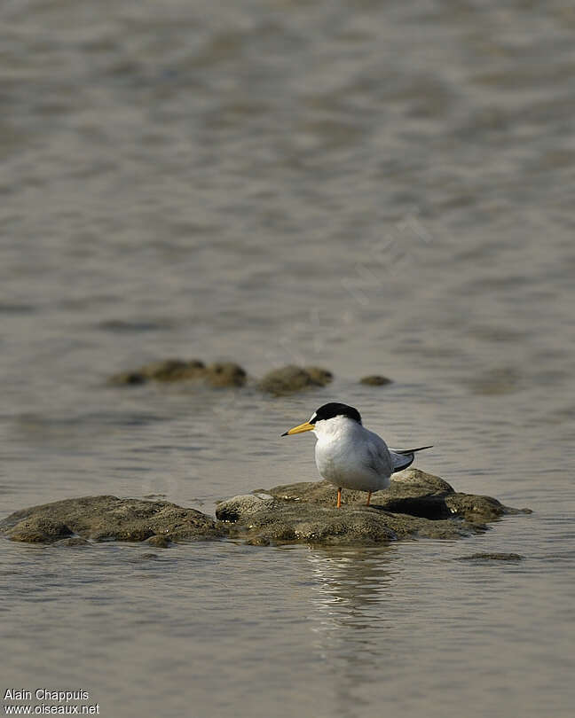 Little Ternadult breeding, habitat, Behaviour