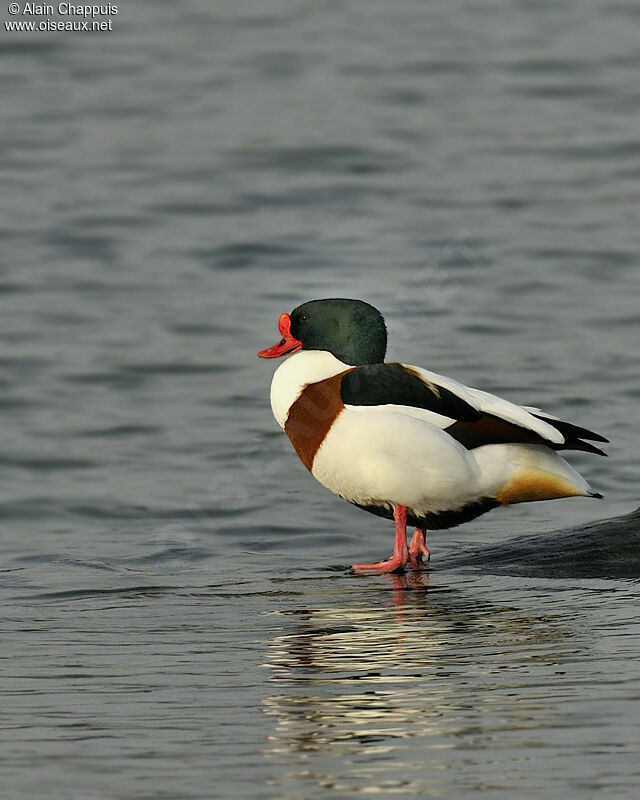 Common Shelduck male adult breeding, identification