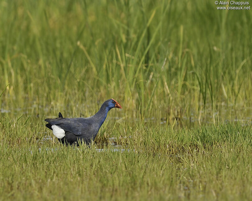 Talève sultaneadulte nuptial, identification, Comportement