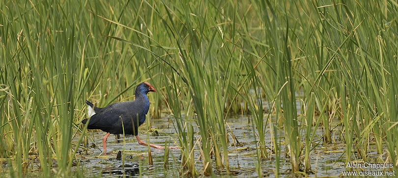 Western Swamphenadult breeding, identification, Behaviour