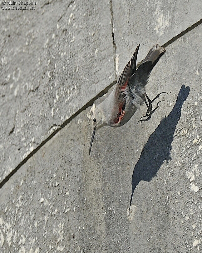 Tichodrome écheletteadulte, identification, Vol, Comportement