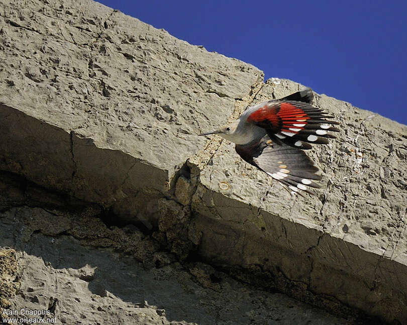 Wallcreeperadult post breeding, Flight