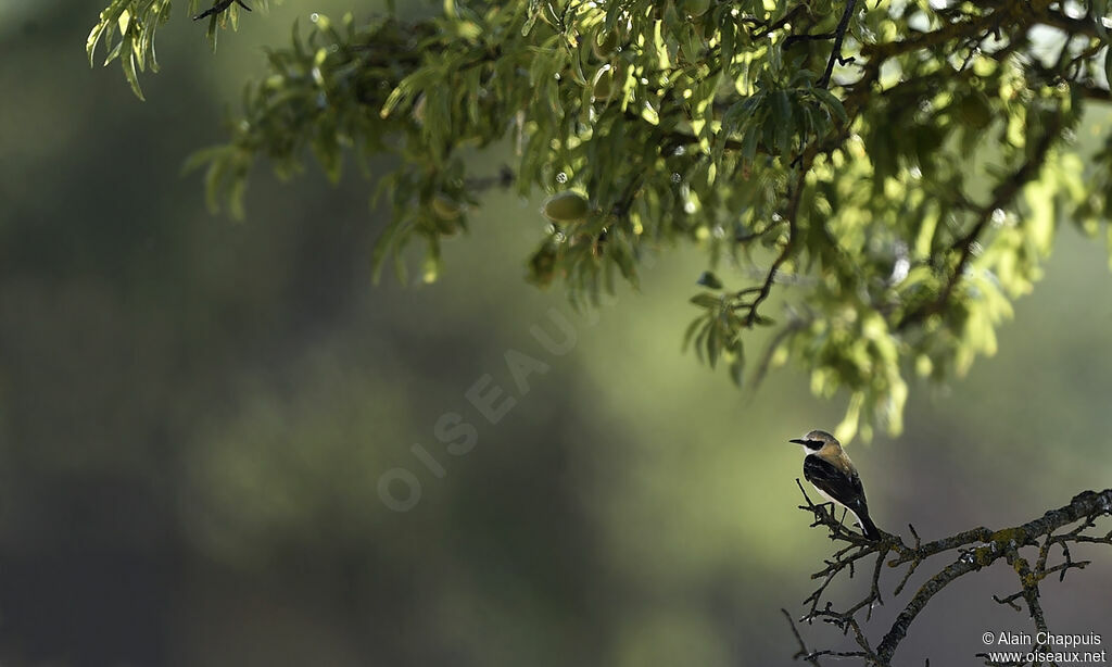 Traquet oreillardadulte, identification, Comportement