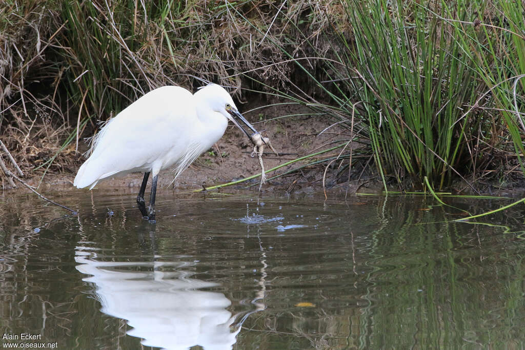 Aigrette garzetteadulte internuptial, habitat, régime, mange