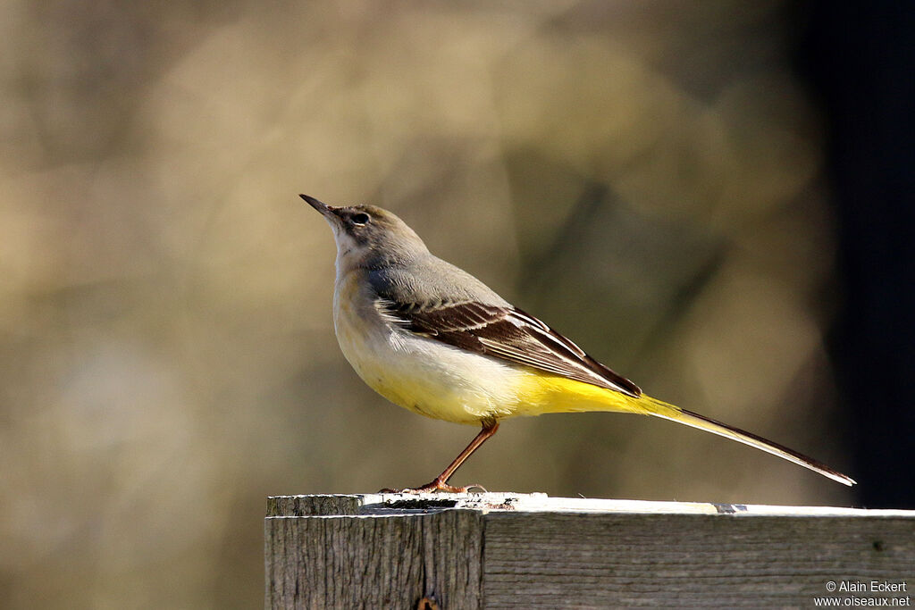 Grey Wagtail