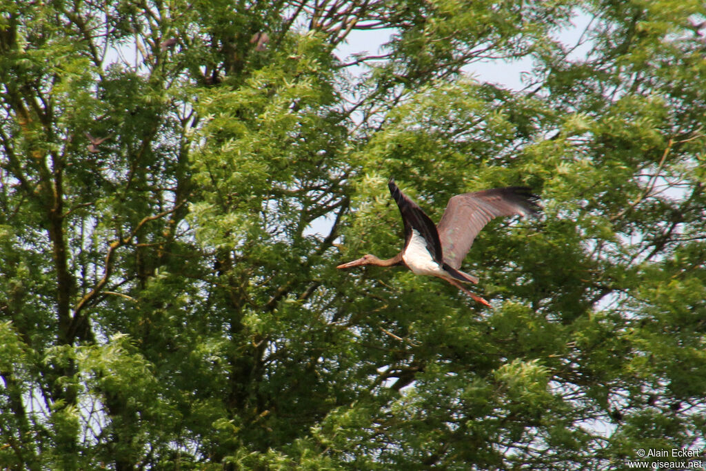 Cigogne noireimmature, Vol