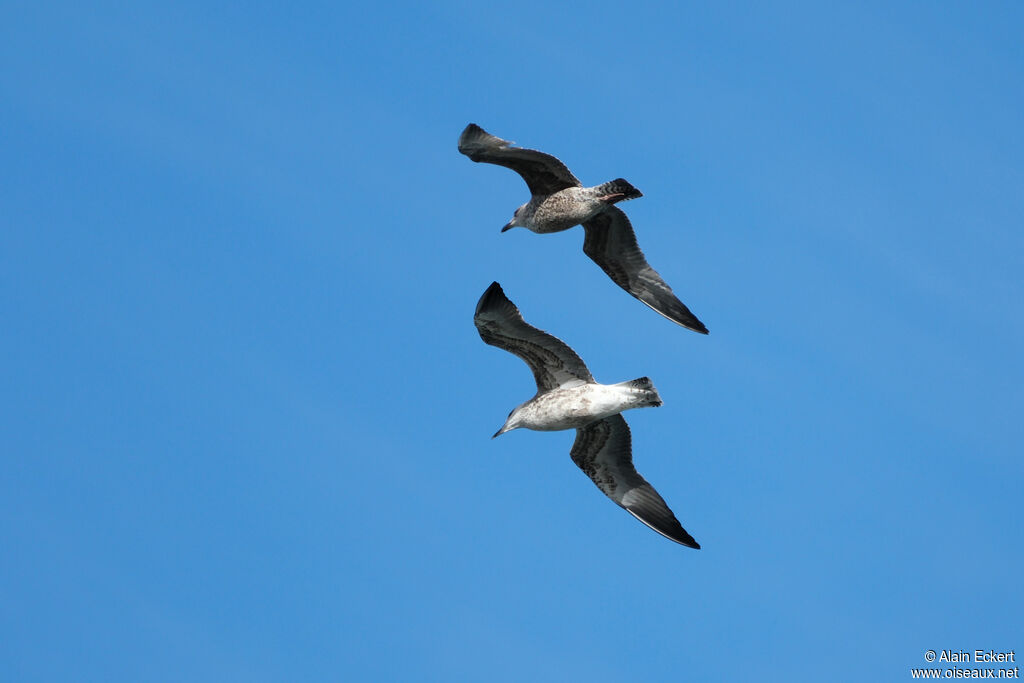 Goéland leucophéejuvénile