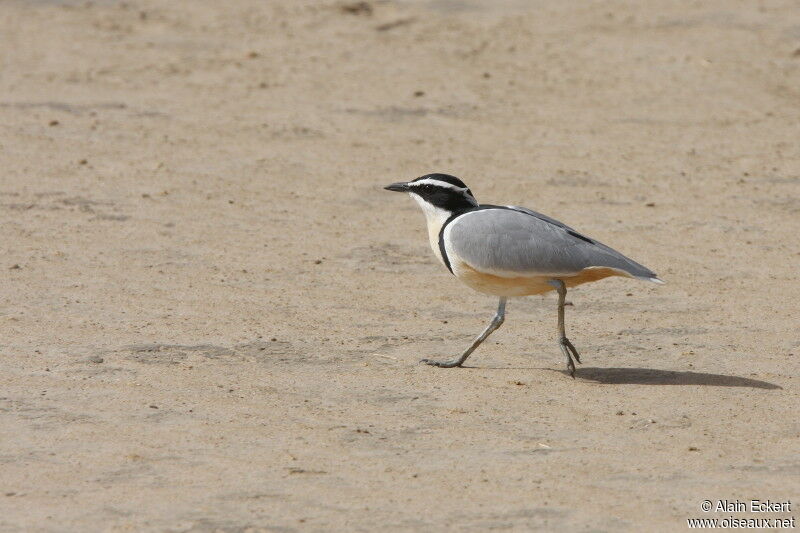 Pluvian fluviatile