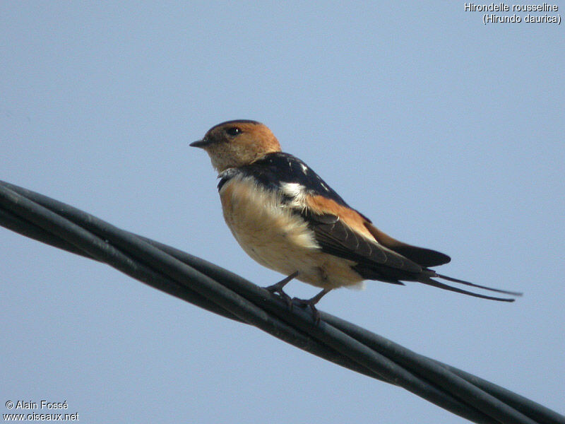 European Red-rumped Swallow