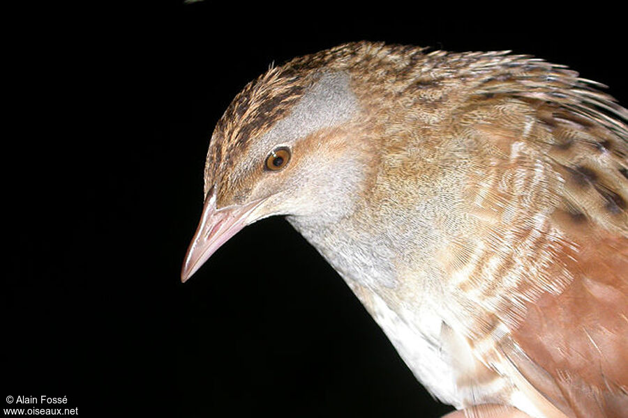 Corn Crake male adult