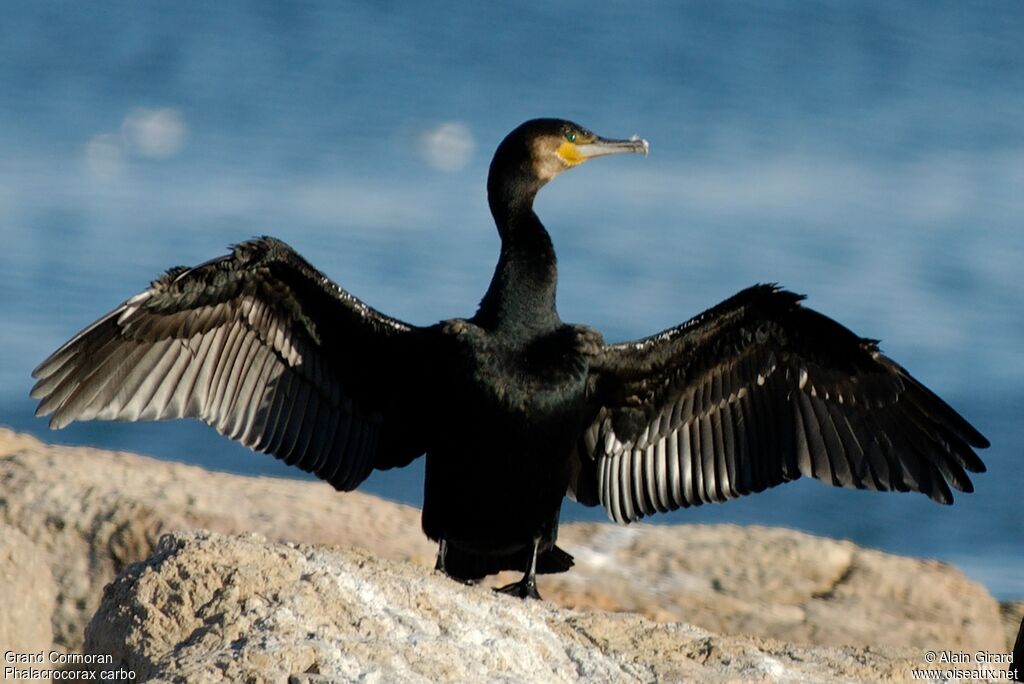 Great Cormorant