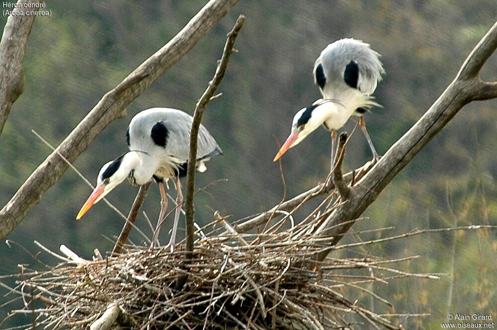 Grey Heron adult breeding