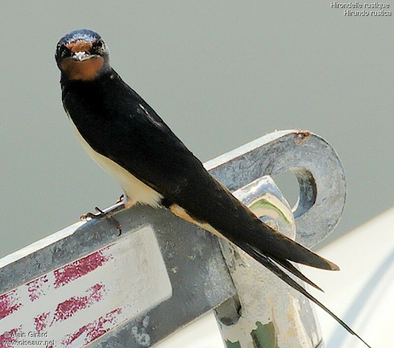 Hirondelle rustique