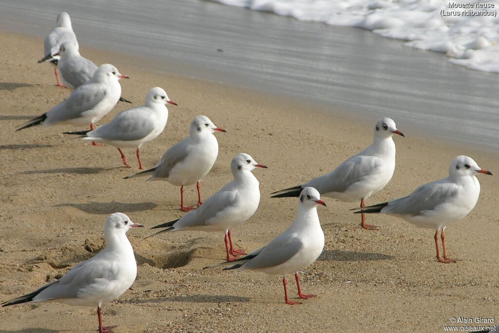 Mouette rieuse