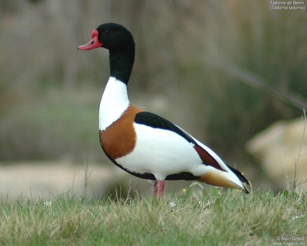 Common Shelduck female