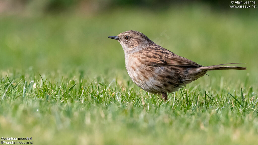 Dunnock