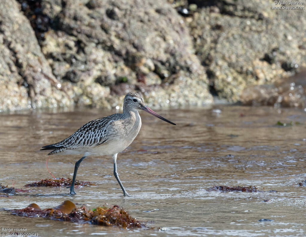 Bar-tailed Godwit, identification, walking