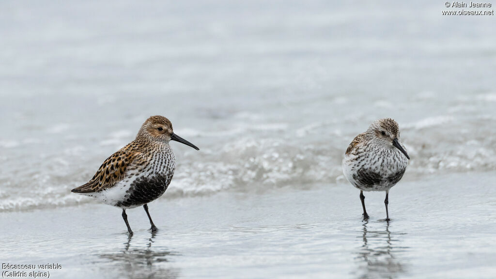 Bécasseau variableadulte nuptial, identification