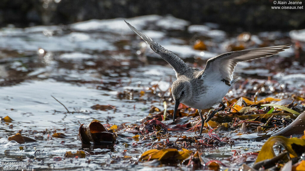Bécasseau variableadulte, pêche/chasse