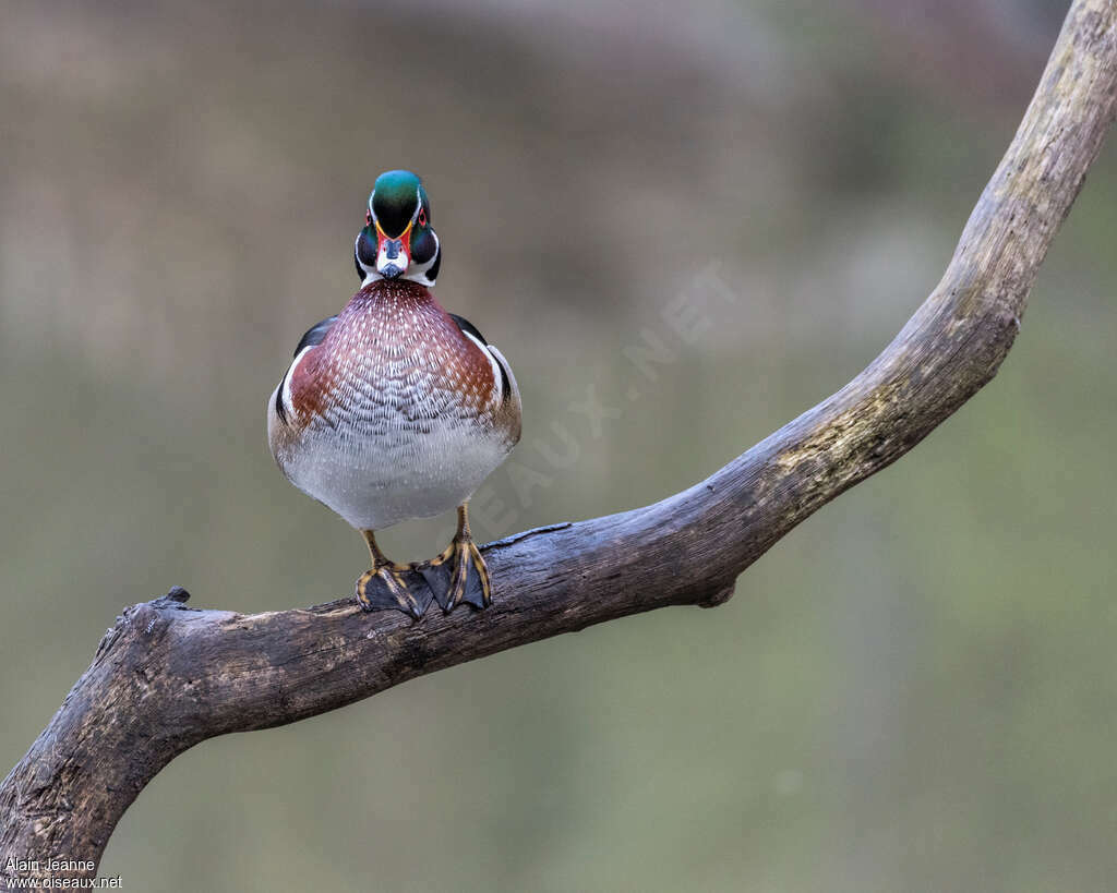 Wood Duck male adult breeding, close-up portrait, Behaviour