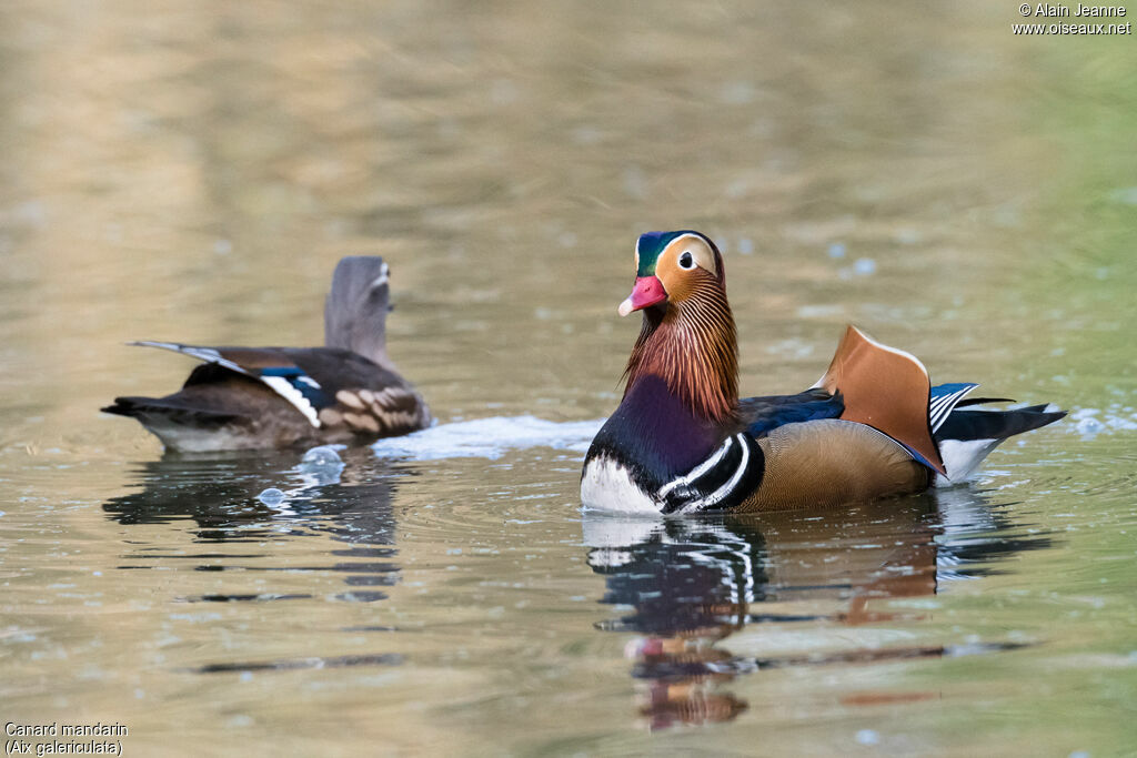 Mandarin Duckadult, swimming