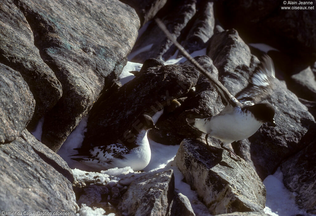Pintado Petrel
