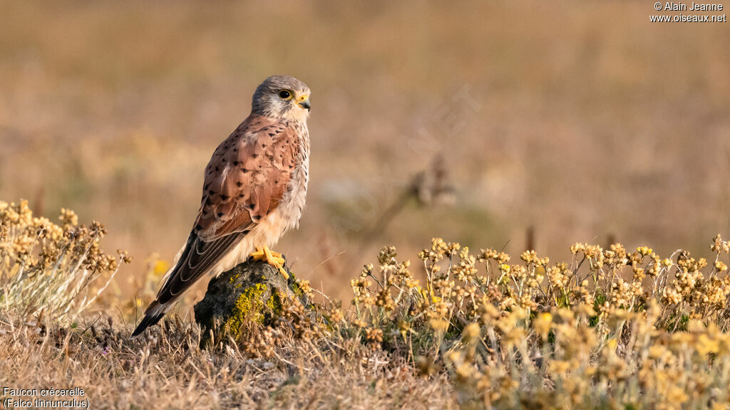 Common Kestreladult, identification