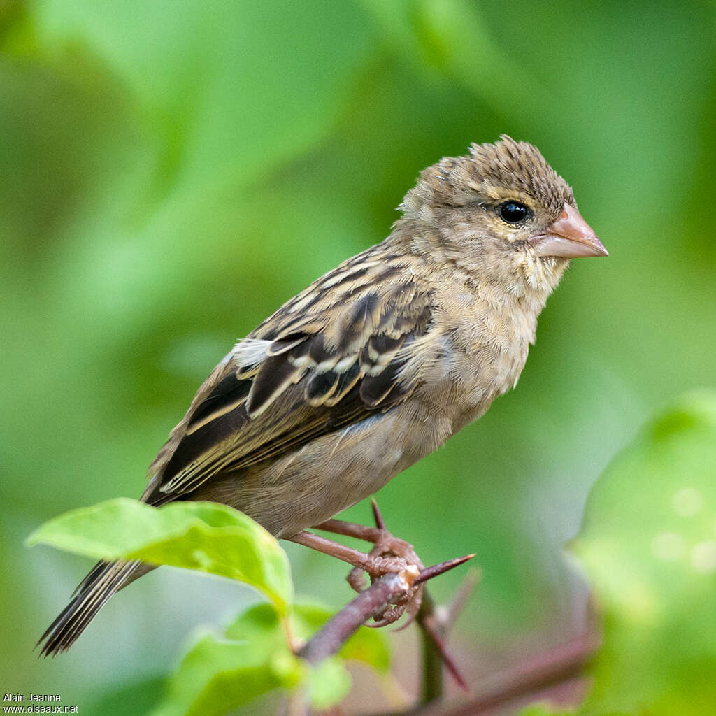 Red Fody female adult, identification