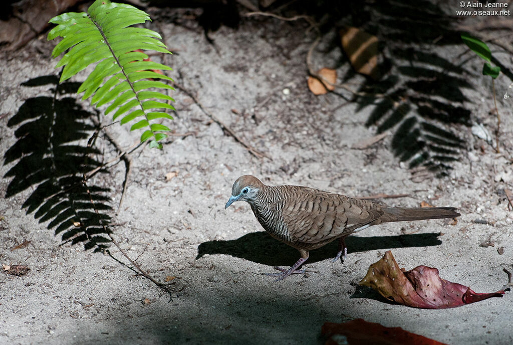 Zebra Dove
